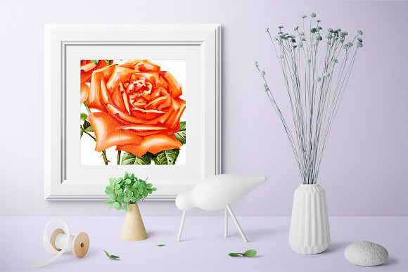 Orange Roses Madame Herriot Rose in Illustrations - product preview 3