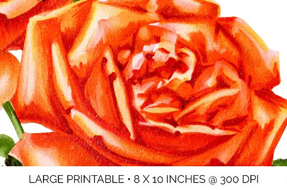 Orange Roses Madame Herriot Rose in Illustrations - product preview 4