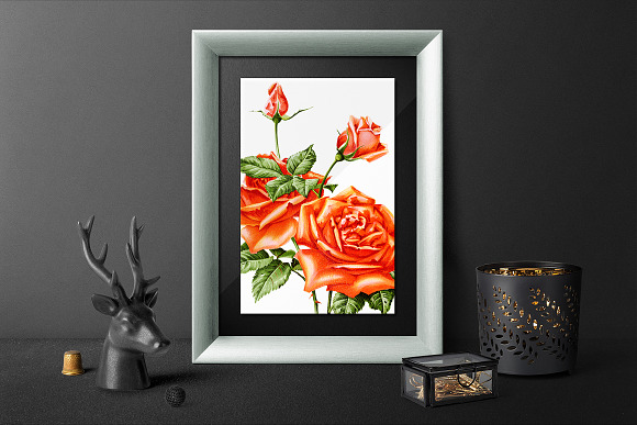 Orange Roses Madame Herriot Rose in Illustrations - product preview 5