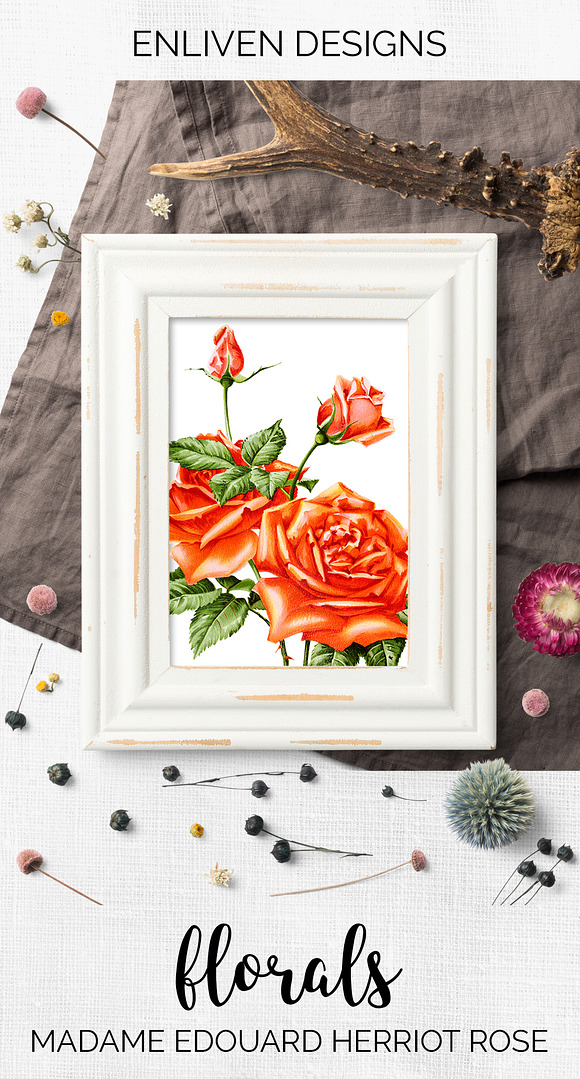 Orange Roses Madame Herriot Rose in Illustrations - product preview 7