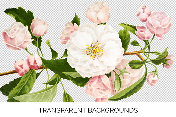 Flowers: Southern Crabapple Bloom in Illustrations - product preview 2
