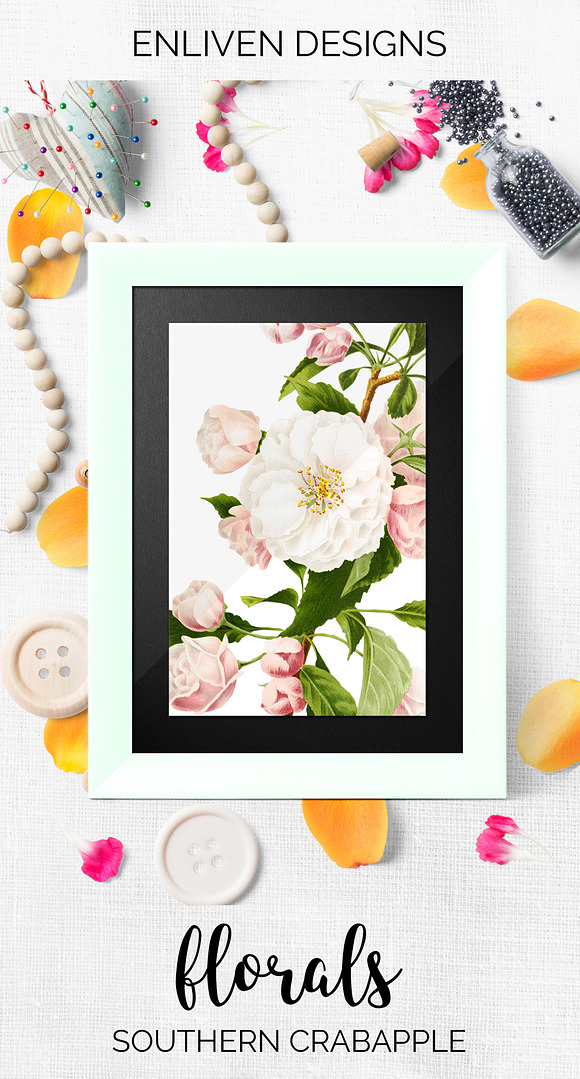 Flowers: Southern Crabapple Bloom in Illustrations - product preview 7