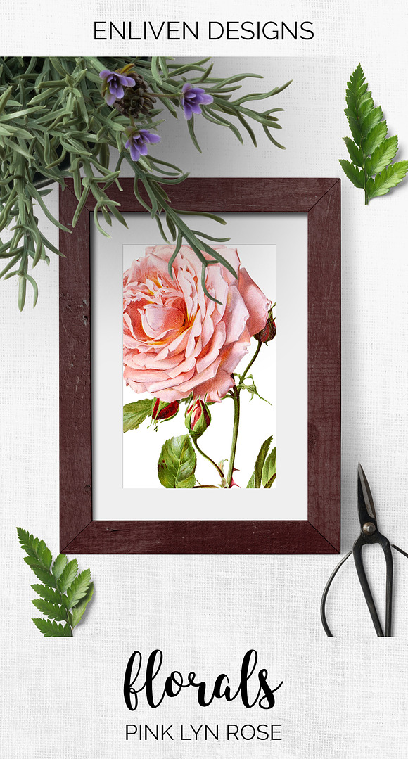 Rose Pink Rose in Illustrations - product preview 6