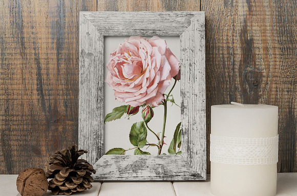 Rose Pink Rose in Illustrations - product preview 7