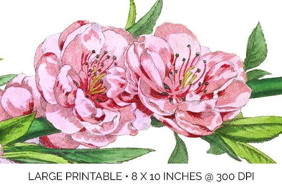 Peach Blossom Pink Florals Vintage in Illustrations - product preview 4