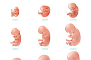 Human fetus inside icons set