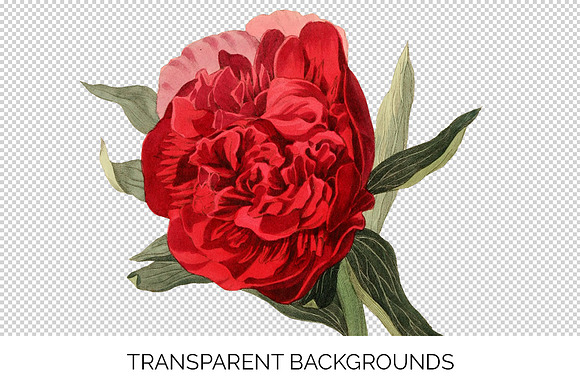 Peony Clipart Red Flowers in Illustrations - product preview 2