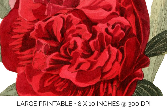 Peony Clipart Red Flowers in Illustrations - product preview 4