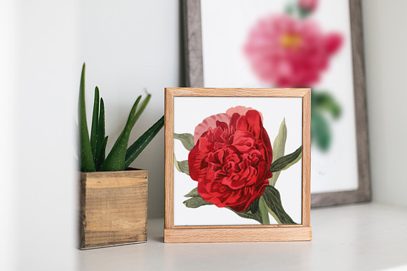 Peony Clipart Red Flowers in Illustrations - product preview 5