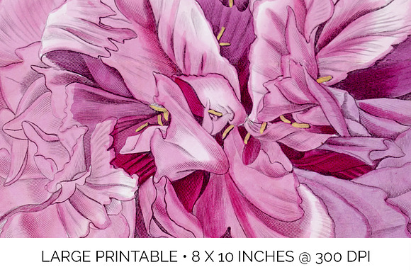 Peony Clipart Pink Flowers in Illustrations - product preview 4
