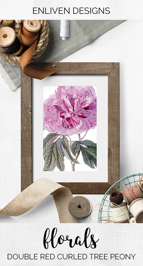 Peony Clipart Pink Flowers in Illustrations - product preview 7