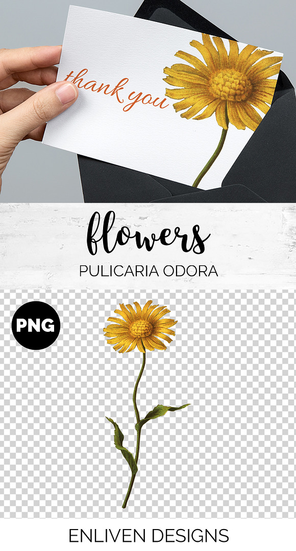 Yellow Flower Pulicaria Odora in Illustrations - product preview 1