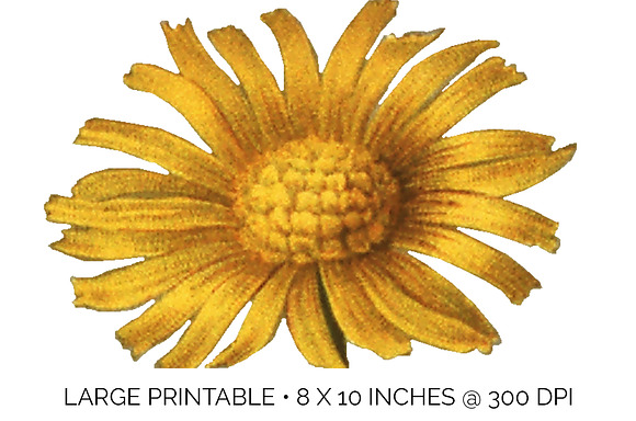 Yellow Flower Pulicaria Odora in Illustrations - product preview 4