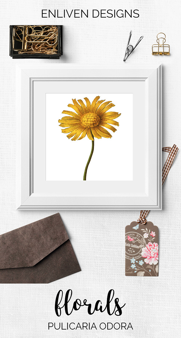 Yellow Flower Pulicaria Odora in Illustrations - product preview 7