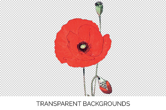 Red Poppy Corn Poppies Vintage Flora in Illustrations - product preview 2