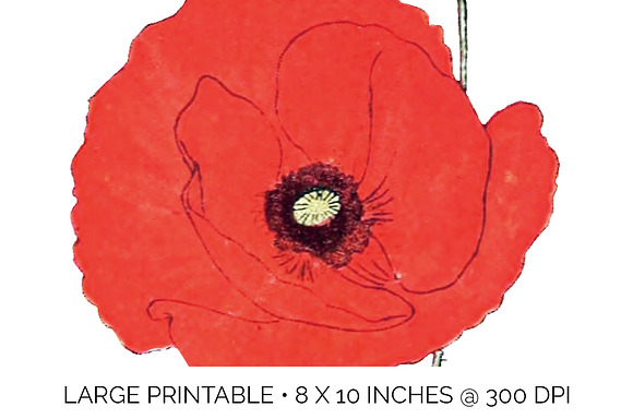 Red Poppy Corn Poppies Vintage Flora in Illustrations - product preview 4