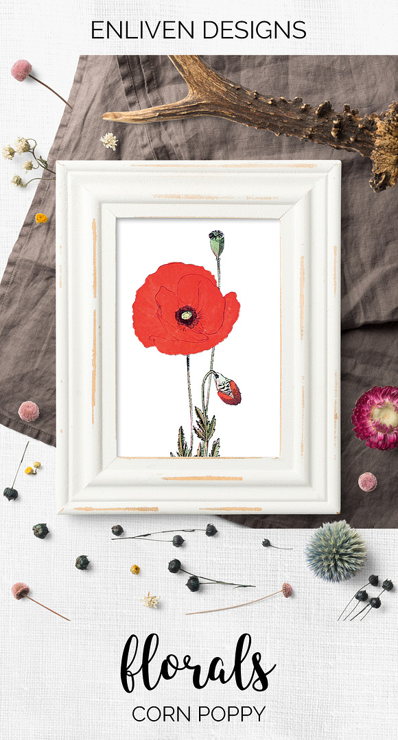 Red Poppy Corn Poppies Vintage Flora in Illustrations - product preview 7