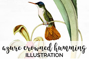 Hummingbird Azure-Crowned