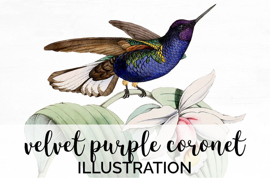 Hummingbird Velvet-Purple Coronet