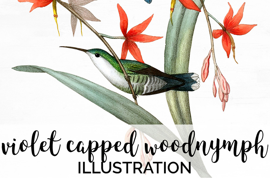 Hummingbird Violet-Capped Woodnymph in Illustrations - product preview 8