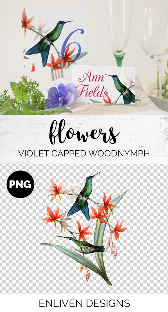 Hummingbird Violet-Capped Woodnymph in Illustrations - product preview 1