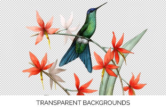 Hummingbird Violet-Capped Woodnymph in Illustrations - product preview 2