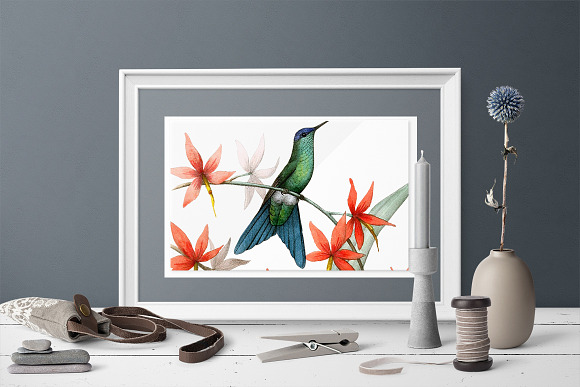 Hummingbird Violet-Capped Woodnymph in Illustrations - product preview 3