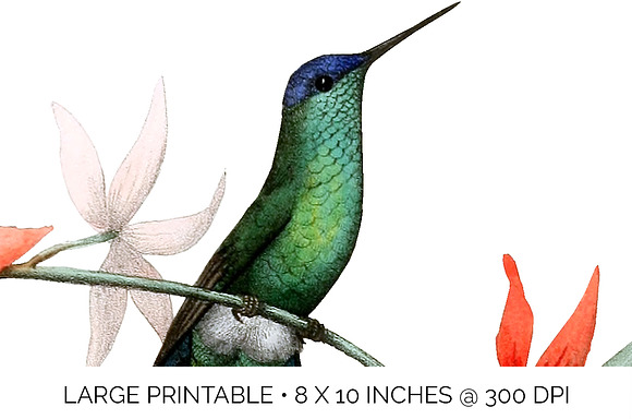 Hummingbird Violet-Capped Woodnymph in Illustrations - product preview 4