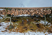 Drying flakes for stockfish cod fish