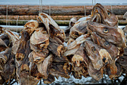 Drying stockfish cod heads in Reine
