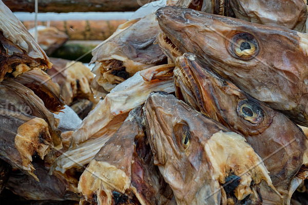 Drying stockfish cod heads in Reine