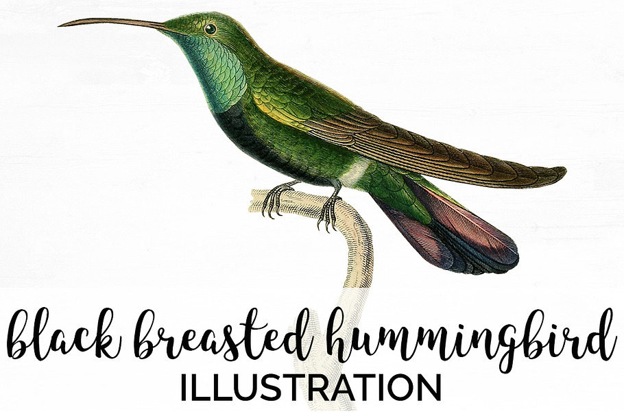 Hummingbird Black-Breasted Bird
