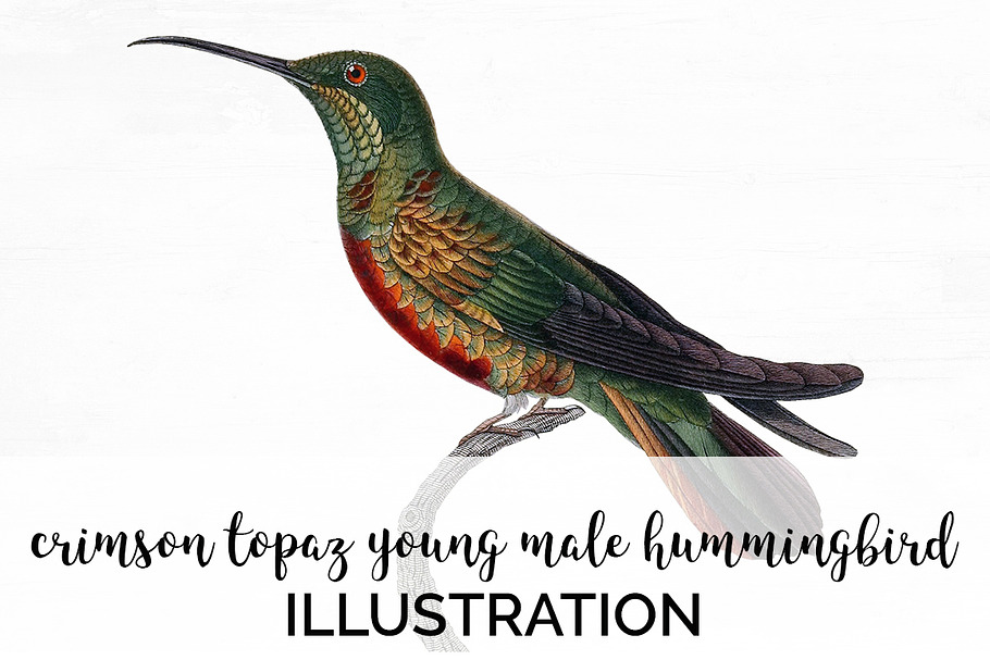 Hummingbird Young Crimson Topaz Male in Illustrations - product preview 8