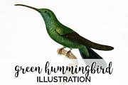 Hummingbird Green Vintage Birds