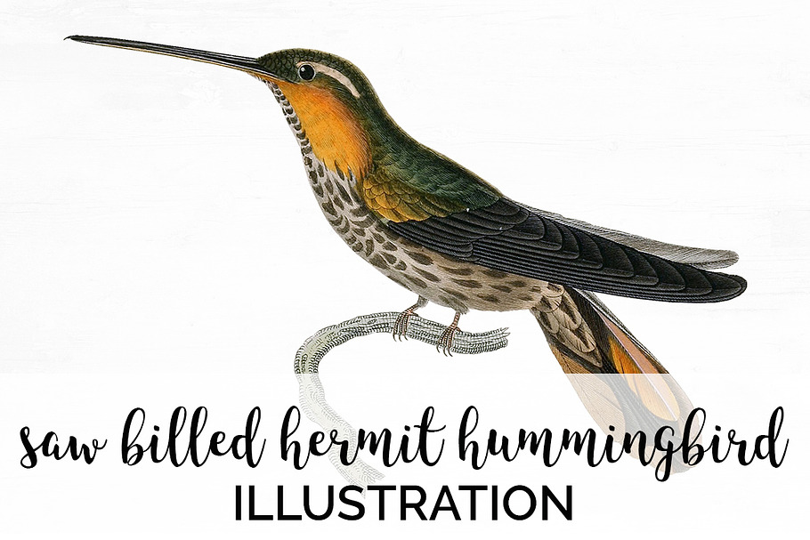 Hummingbird Saw-billed Hermit in Illustrations - product preview 8
