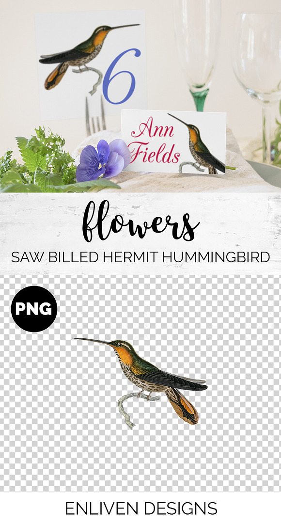 Hummingbird Saw-billed Hermit in Illustrations - product preview 1