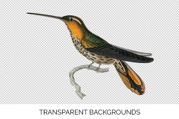 Hummingbird Saw-billed Hermit in Illustrations - product preview 2