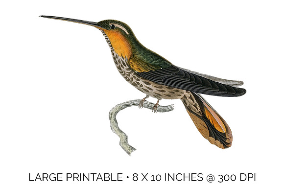 Hummingbird Saw-billed Hermit in Illustrations - product preview 4