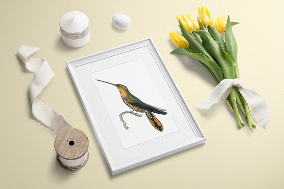 Hummingbird Saw-billed Hermit in Illustrations - product preview 5