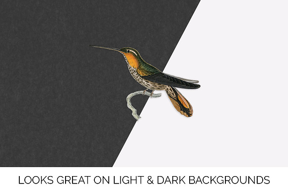 Hummingbird Saw-billed Hermit in Illustrations - product preview 6