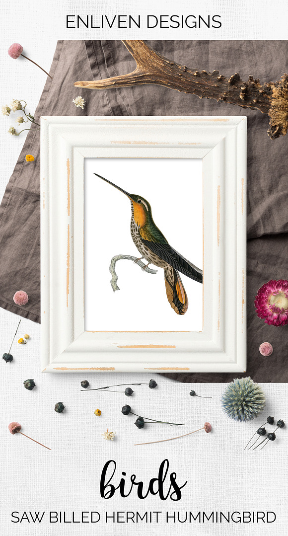 Hummingbird Saw-billed Hermit in Illustrations - product preview 7