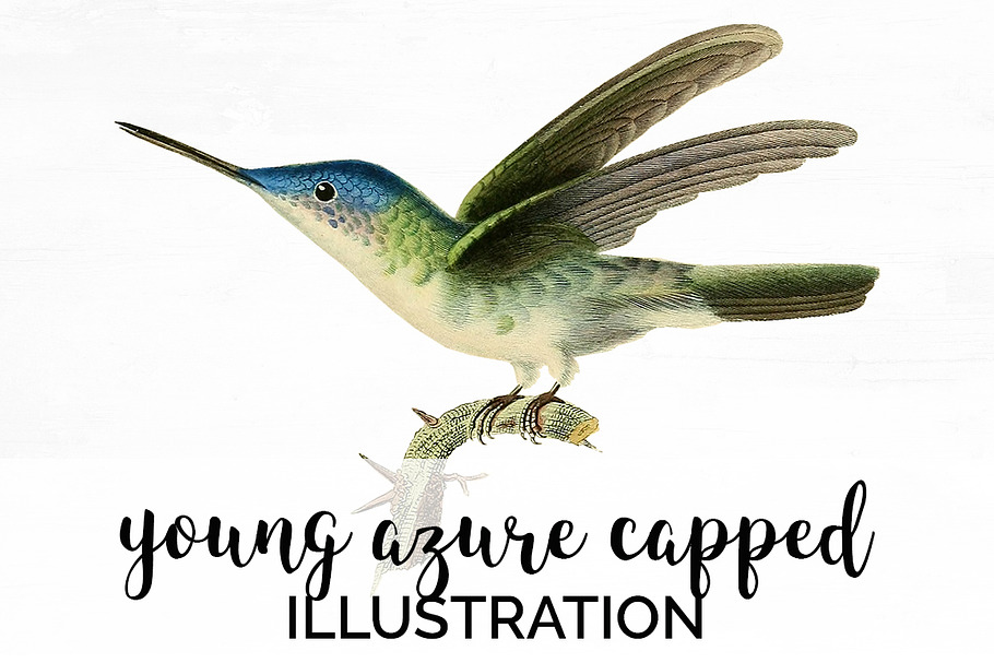 Hummingbird Azure-capped Vintage