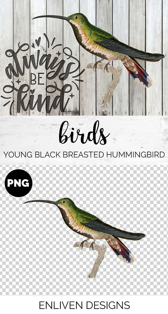 Hummingbird Young Black-Breasted in Illustrations - product preview 1