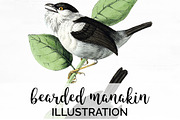 Birds Bearded Manakin Vintage