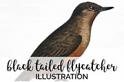 Flycatcher Black Tailed Birds