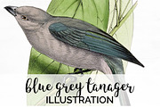 Tanager Blue-grey Bird Vintage