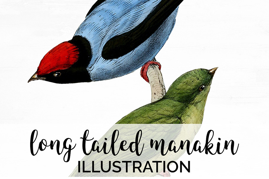 Birds Long-tailed Manakin Vintage