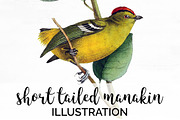 Manakin Short-tailed Yellow Bird