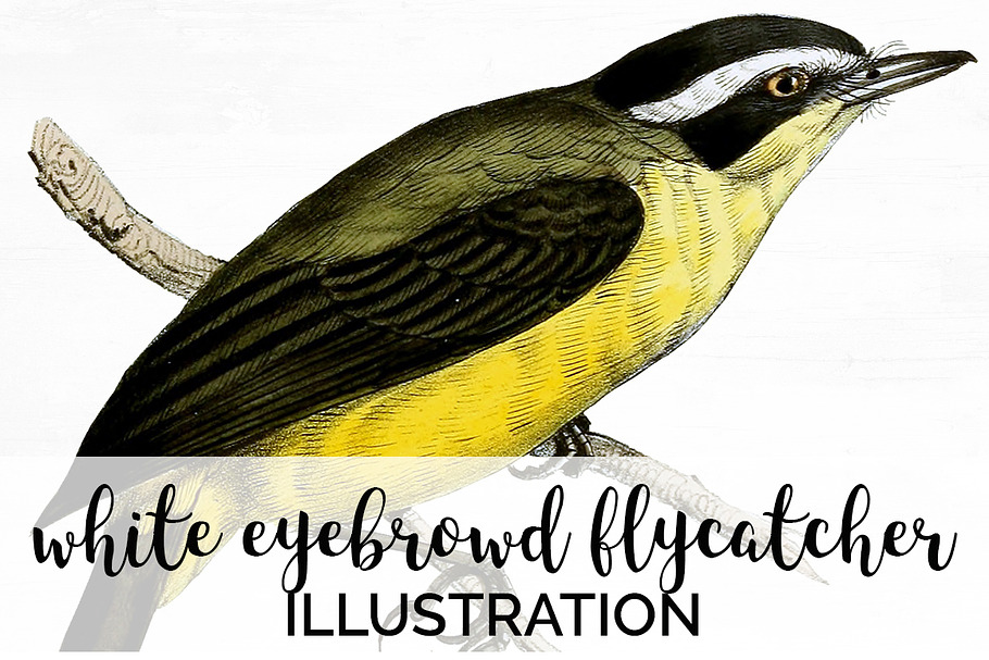 Flycatcher White Eyebrow Vintage