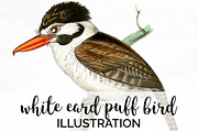 Puff Bird White-Ear Vintage Birds